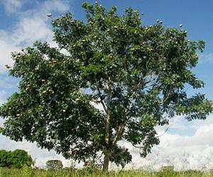 Pollen can protect mahogany from extinction