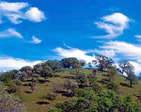 Ancient Oak Trees Help Reduce Global Warming