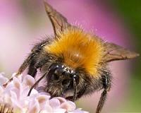 Preference for urban areas may explain spread of bumblebee in UK