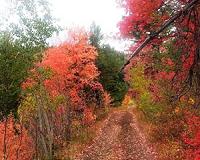 Clues to trees' salt tolerance found in native habitat, leaf traits