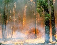 Indian Ocean Temperature Link To Bushfires