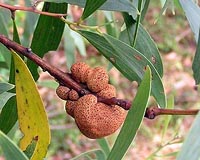 Ants can attack trees to make housing