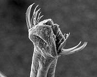 Bizarre 'bristle-jaw' creatures finally placed on tree of life