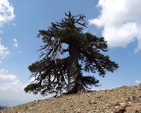Envisioning a future where all the trees in Europe disappear