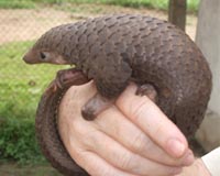 Pangolin traffickers opening up new routes: study