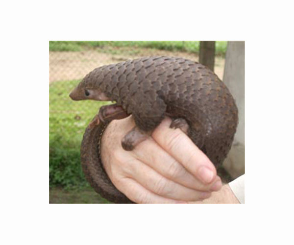 Vietnam's pangolin defender wins top environmental prize
