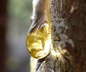 Tree Resin The Key Evidence Of Current And Historic Insect Invasions