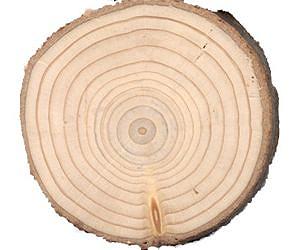 Researchers able to better pinpoint history of droughts through exploration of tree rings