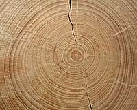 Carbon And Oxygen In Tree Rings Can Reveal Past Climate Information