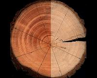 Arctic study sheds light on tree-ring divergence problem