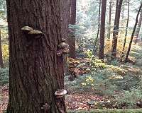 Stanford-led study gauges trees' and carbon sequestration