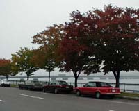 Study: Shade trees lower bills, emissions