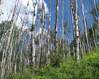 Drought damage leads to widespread forest death