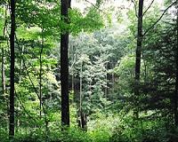 World's primary forests on the brink