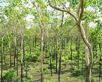 Good luck and the Chinese reverse global forest loss