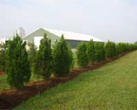 Trees Kill Odors And Other Emissions From Poultry Farms