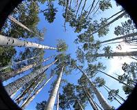 Climate stress forces trees to hunker down or press on
