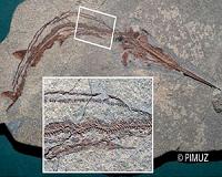 Mass extinction led to many new species of bony fish