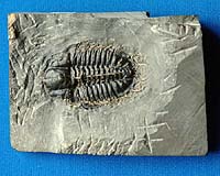 Fossils Older Than Dinosaurs Reveal Pattern Of Early Animal Evolution On Earth