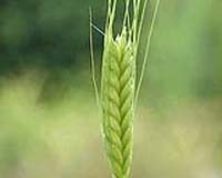 China looks abroad amid global grain shortage: report