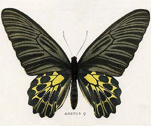 Butterfly wings' 'art of blackness' could boost production of green fuels