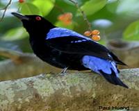 Indonesia smugglers stuffed exotic birds in pipes: police