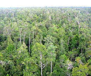 Tropical ecosystems regulate variations in Earth's carbon dioxide levels