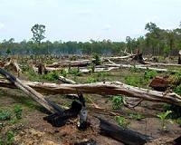 Cambodia to use helicopter gunships in logging crackdown