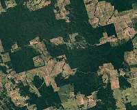 Major land sales fueling tropical forest losses