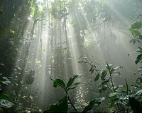Saving trees in tropics could cut emissions by one-fifth