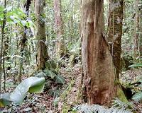 Mexico to plant 18 million trees against pollution