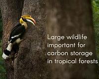 Craze for hornbill 'ivory' pushes Borneo icon to the brink