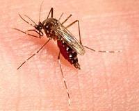 US charges Burkina man with $12m mosquito net fraud