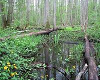Draining huge African peatland a threat to climate