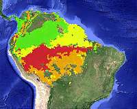 Amazon could be next virus hot zone: scientist