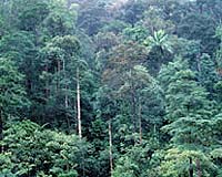 Chinese loggers stripping Myanmar's ancient forests