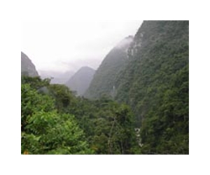 UF study finds logging of tropical forests needn't devastate environment