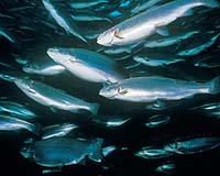 US Mulls Plunge Into Ocean Aquaculture