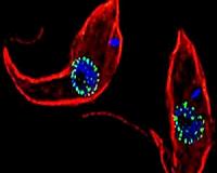 Parasites reveal how evolution has molded an ancient nuclear structure