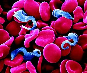 Reproduction matters for microbes