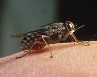 Nuclear science to fight sleeping sickness