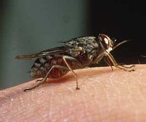 MSU plan would control deadly tsetse fly