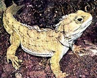 110-year-old lizard a proud, new pop