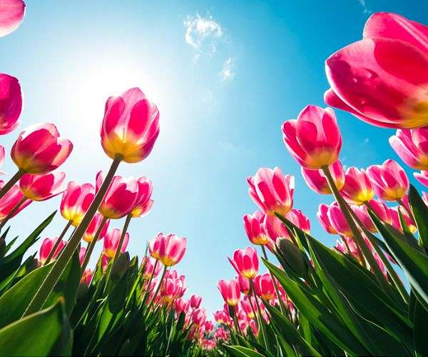Climate change, Brexit threaten to wilt Dutch tulips