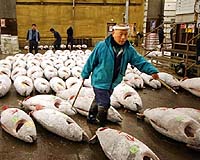 Over 80 percent of fisheries overfished: report