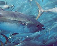 Eastern Pacific Tuna Hang In The Balance