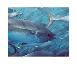 US oil spill hit a key tuna spawning site: agency