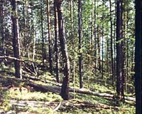 Tunguska Catastrophe: Evidence Of Acid Rain Supports Meteorite Theory