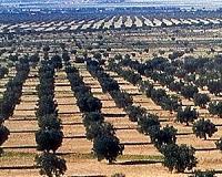 Olive oil waste yields molecules useful in chemical and food industries
