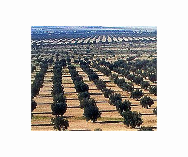 Wildfire threatens major Greek olive grove
